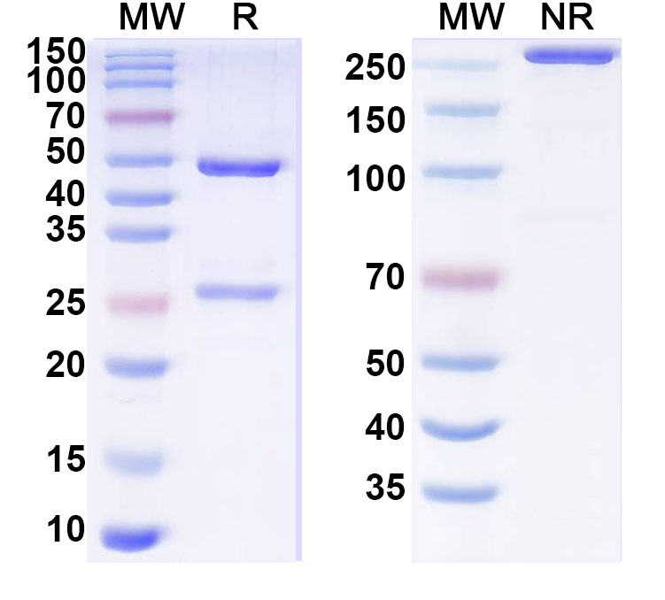 SDS-PAGE for Anti-Human TFPI Monoclonal Antibody (ABS1461)