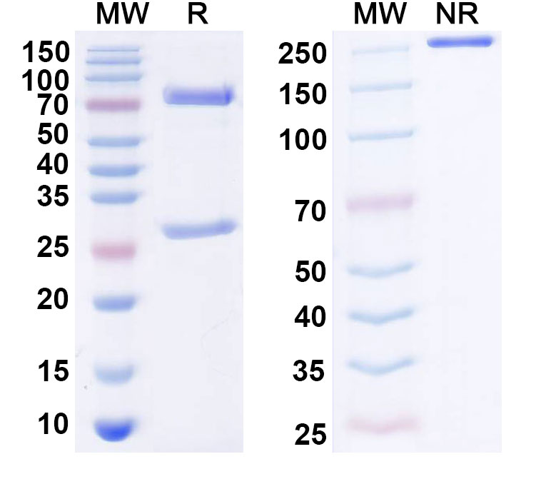 SDS-PAGE for Anti-Human TGFB1/TGF-beta-1 Antibody (SAA0443)