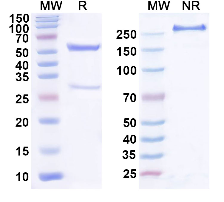 SDS-PAGE for Anti-Human TGFB2/TGF-beta-2 Antibody (SAA0444)