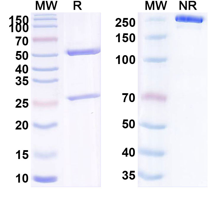 SDS-PAGE for Anti-Human TIE1 (DX-2240)