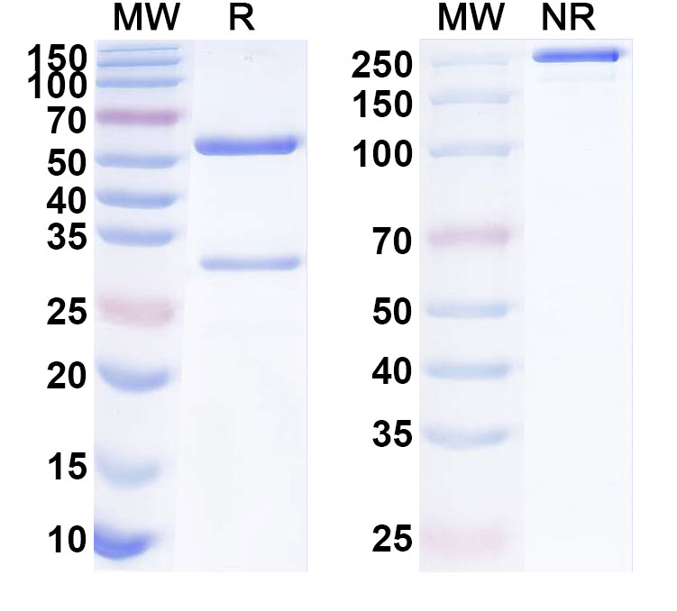 SDS-PAGE for Anti-Human TLL2 Antibody (ABS0770)