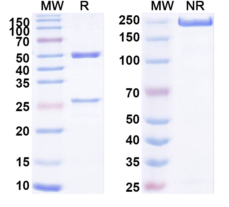 SDS-PAGE for Anti-Human TMEM132A Antibody (ABS0529)