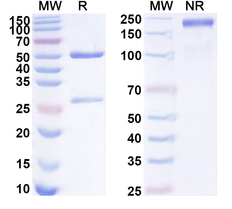 SDS-PAGE for Anti-Human TMEM30A Monoclonal Antibody (ABS0229)
