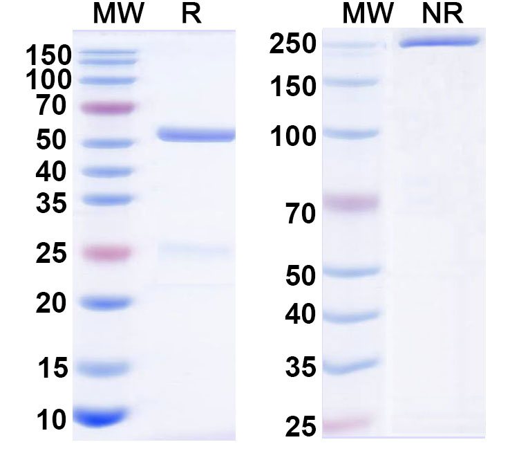SDS-PAGE for Anti-Human TMPRSS2 VHH (SAA2324)