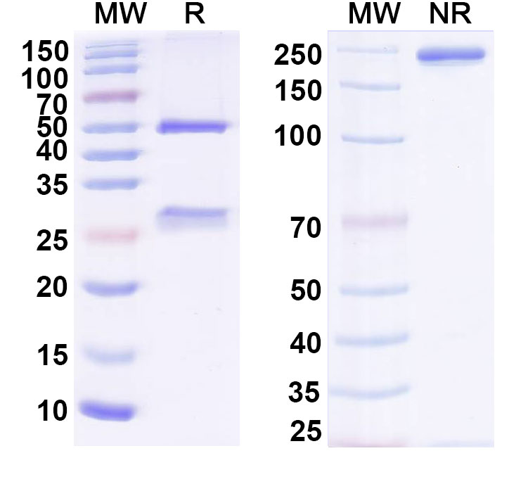 SDS-PAGE for Anti-Human TMPRSS6 Antibody (REGN7999)