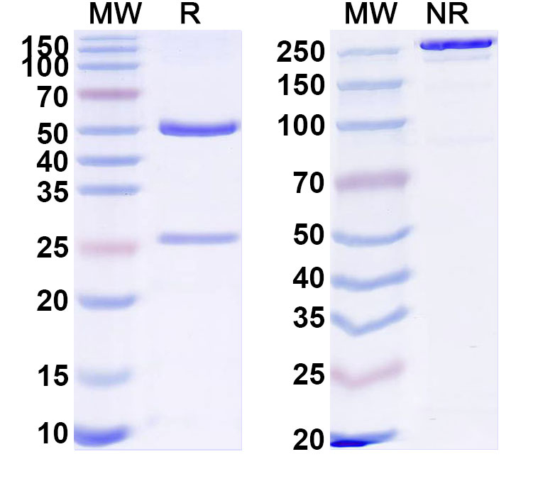 SDS-PAGE for Anti-Human TMPRSS6 Monoclonal Antibody (ABS1923)