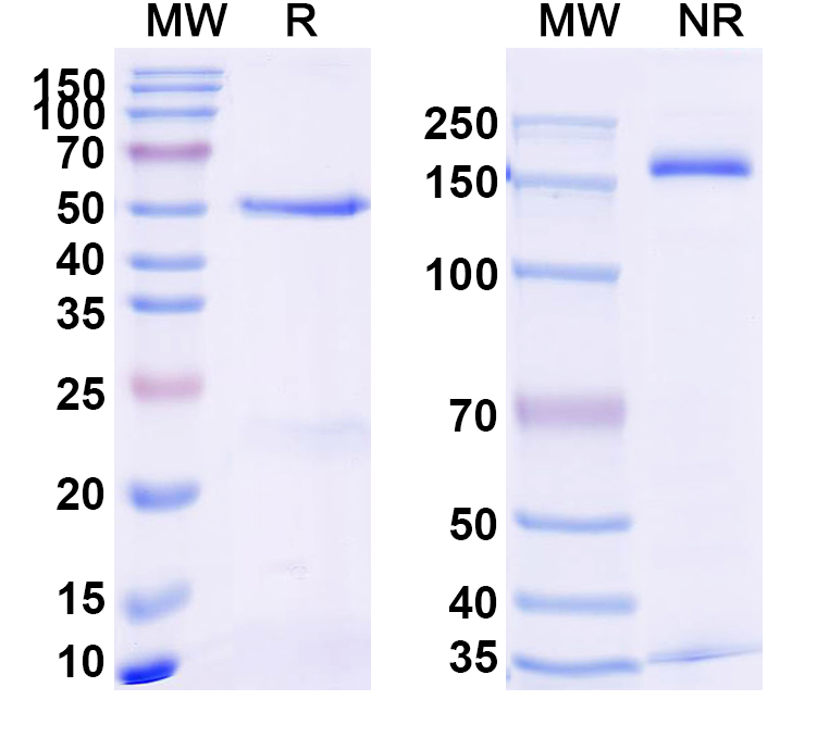 SDS-PAGE for Anti-Human TNFa/TNF-alpha Antibody (SAA2233)