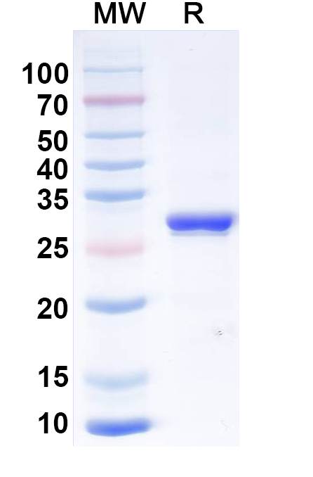 SDS-PAGE for Anti-Human TNFa/TNF-alpha Antibody (SAA2506)