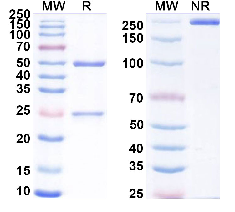 SDS-PAGE for Anti-Human TNFRSF25 Antibody (PTX25)