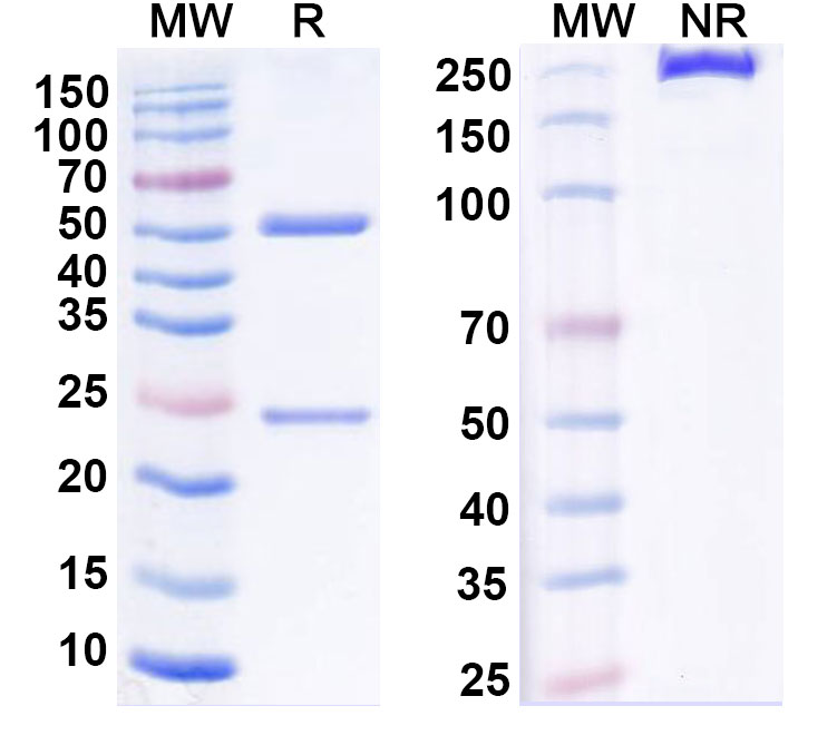 SDS-PAGE for Anti-Human TNFRSF25 Monoclonal Antibody (PTX-35)