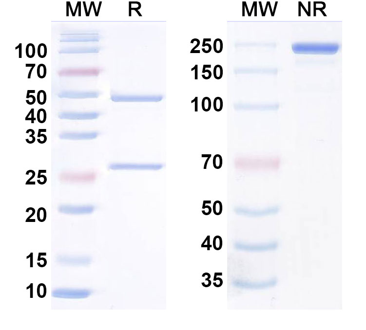 SDS-PAGE for Anti-Human TNFSF15/TL1A Monoclonal Antibody (TEV-574)