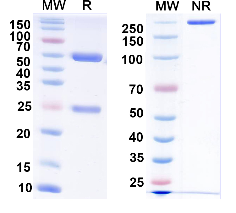 SDS-PAGE for Anti-Human TP53/p53 Monoclonal Antibody (1A487)