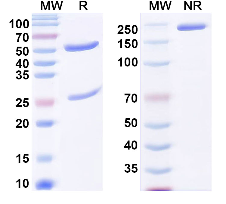 SDS-PAGE for Anti-Human Transthyretin amyloidosis Monoclonal Antibody, 5A1
