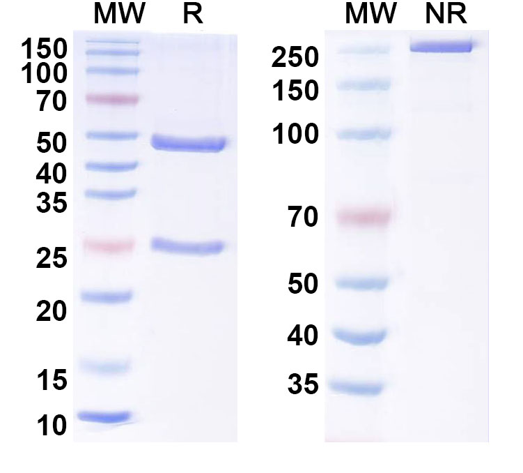 SDS-PAGE for Anti-Human TRIM33 Monoclonal Antibody, SAA1438