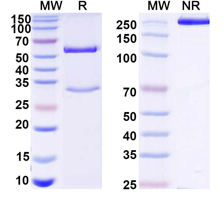 SDS-PAGE for Anti-Human TROP2/TACSTD2/TROP-2 Monoclonal Antibody, FU-MK1