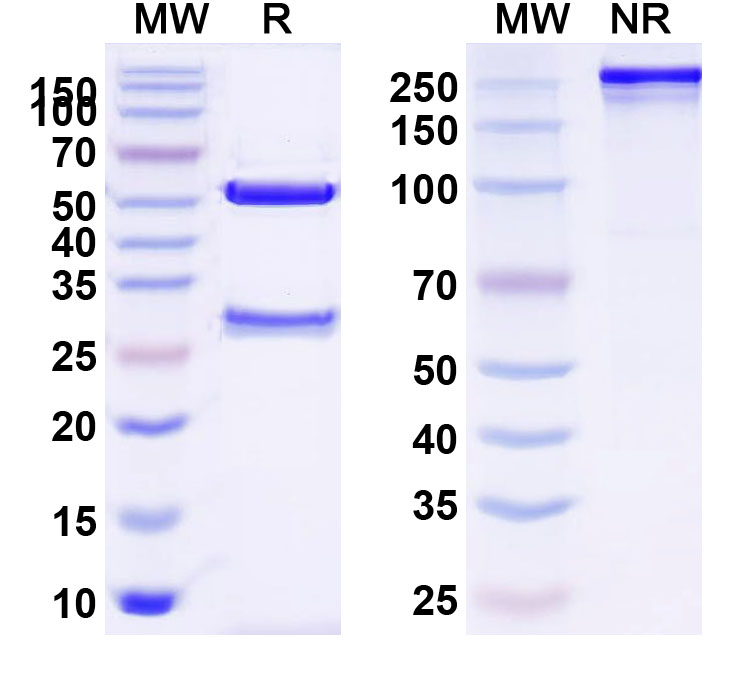 SDS-PAGE for Anti-Human TSHR/LGR3 (K1 70)
