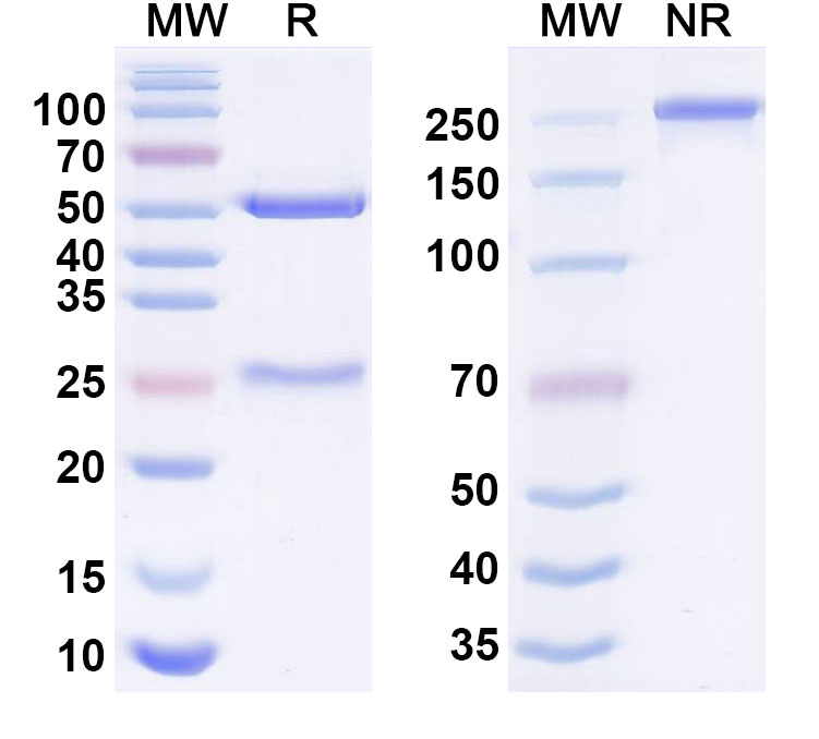 SDS-PAGE for Anti-Human TSLPR Monoclonal Antibody (RG-7258)
