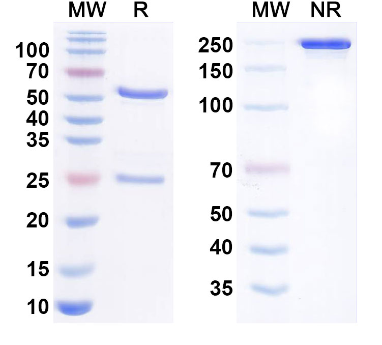 SDS-PAGE for Anti-Human TYRO3/DTK/SYK Monoclonal Antibody (ELB031)