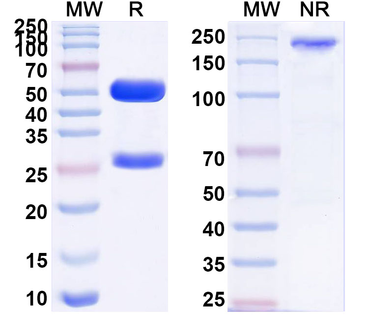 SDS-PAGE for Anti-Human TYRP1 Monoclonal Antibody, TA99