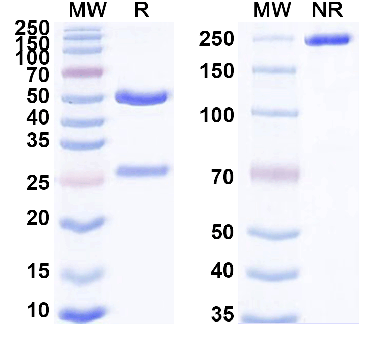 SDS-PAGE for Anti-Human UPK3A Monoclonal Antibody (1A494)