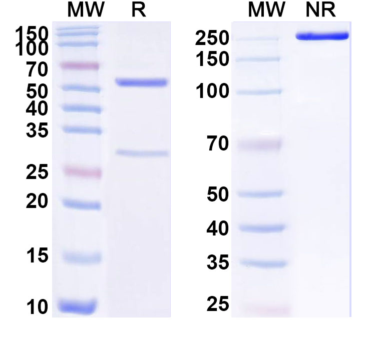 SDS-PAGE for Anti-Human VANGL2 Antibody (ABS1578)