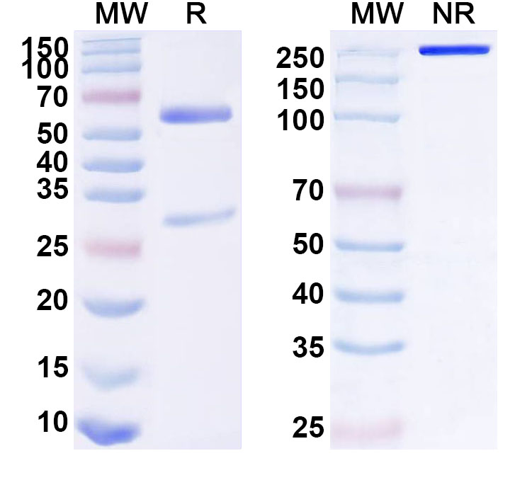 SDS-PAGE for Anti-Human VAP-1/AOC3 Monoclonal Antibody, TK8-14