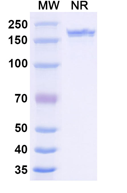 SDS-PAGE for Anti-Human VEGFA Monoclonal Antibody, SAA0531