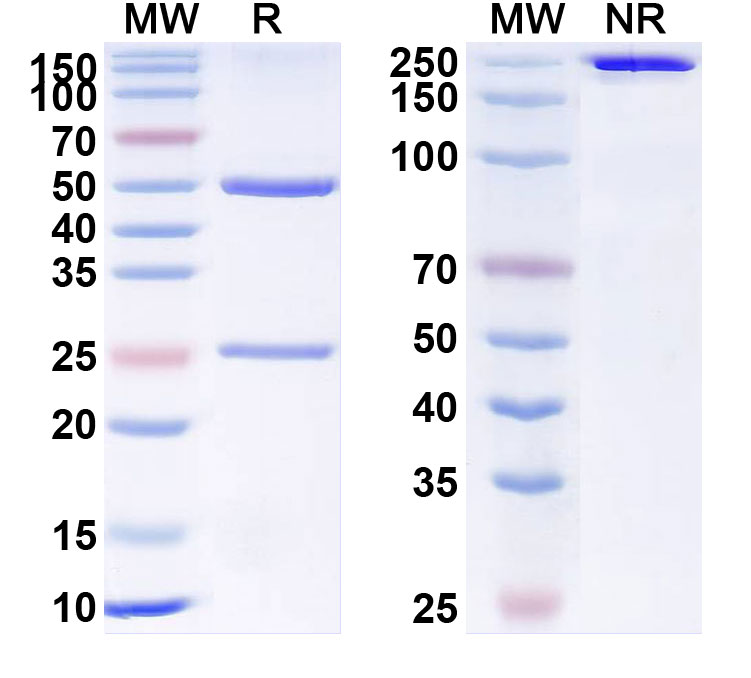 SDS-PAGE for Anti-Human VEGFC (VGX100)