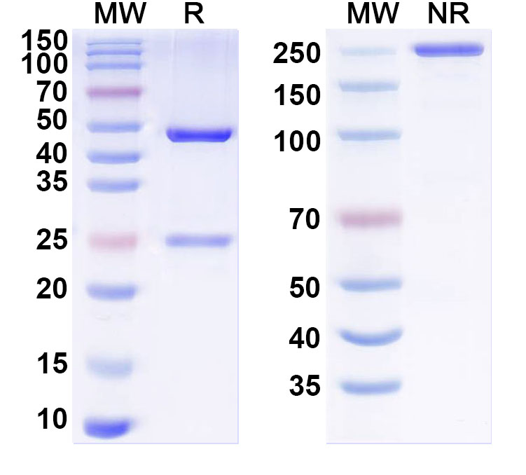 SDS-PAGE for Anti-Human VHL Monoclonal Antibody (1A521)