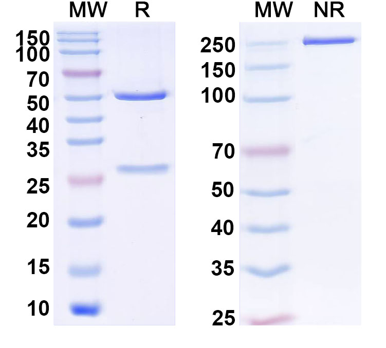 SDS-PAGE for Anti-Human ZNF174 Antibody (C467)