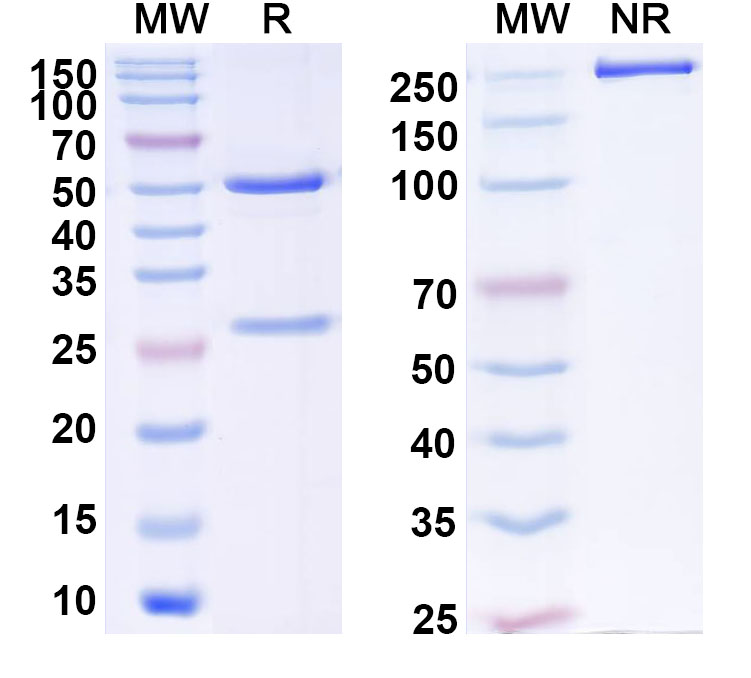 SDS-PAGE for Anti-Human ZNF213 Antibody (C192)