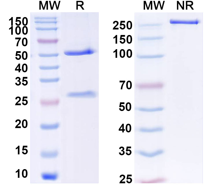 SDS-PAGE for Anti-Human ZNF232 Antibody (C473)