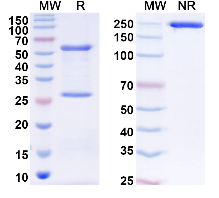 SDS-PAGE for Anti-Human ZNF41 Antibody (C252)