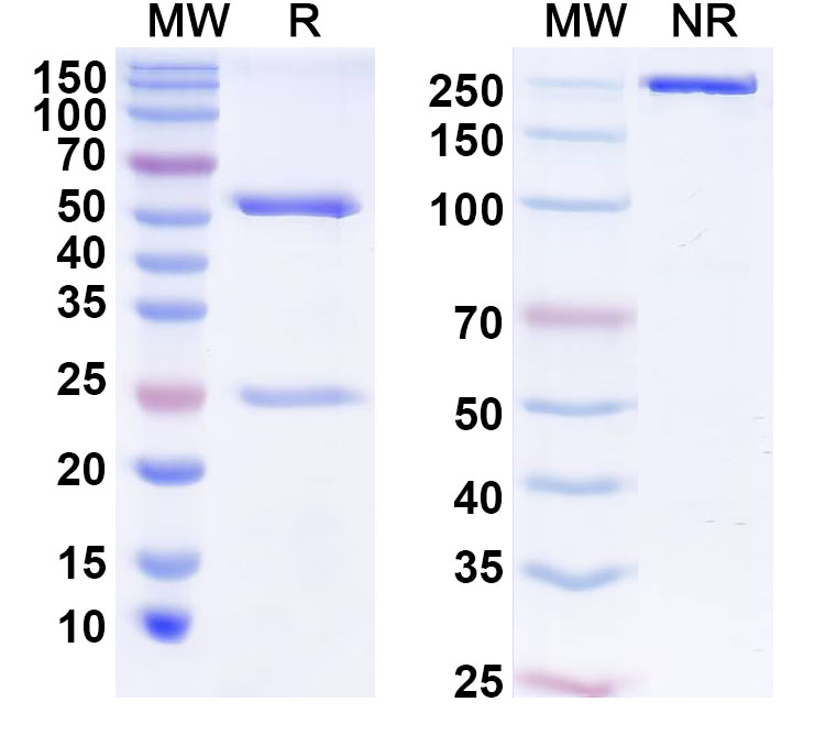 SDS-PAGE for Anti-Human ZNF483 Antibody (C255)