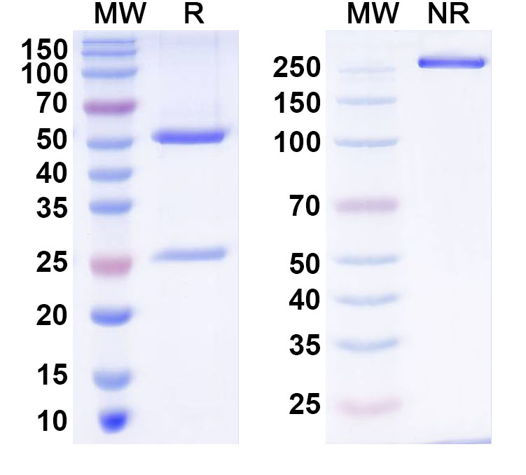 SDS-PAGE for Anti-Human ZNF500 Antibody (C257)