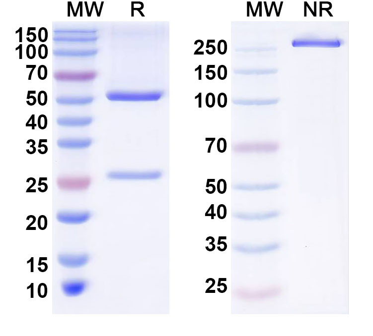 SDS-PAGE for Anti-Human ZNF639 Antibody (T10)