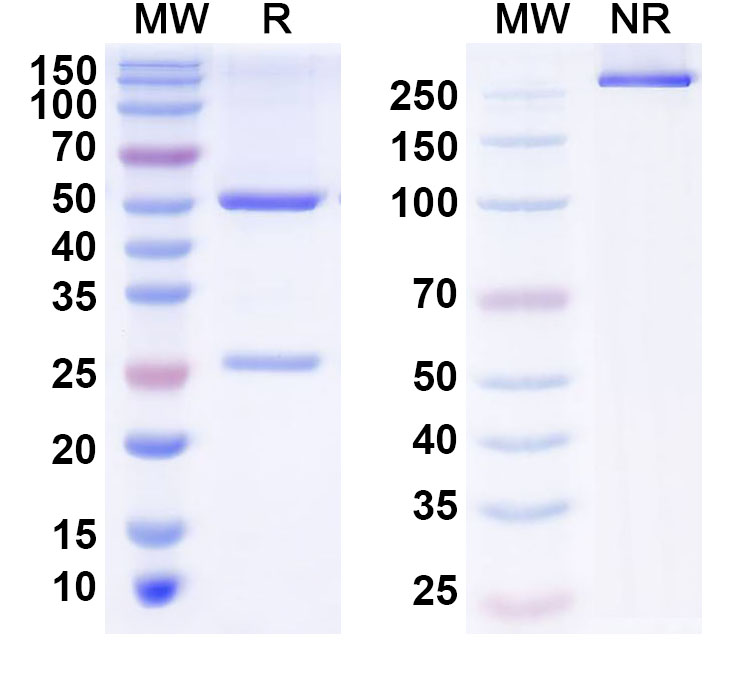 SDS-PAGE for Anti-Human ZSCAN12 Antibody (S95)
