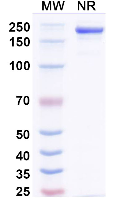 SDS-PAGE for Anti-Hypusine Antibody (Hpu98.61)