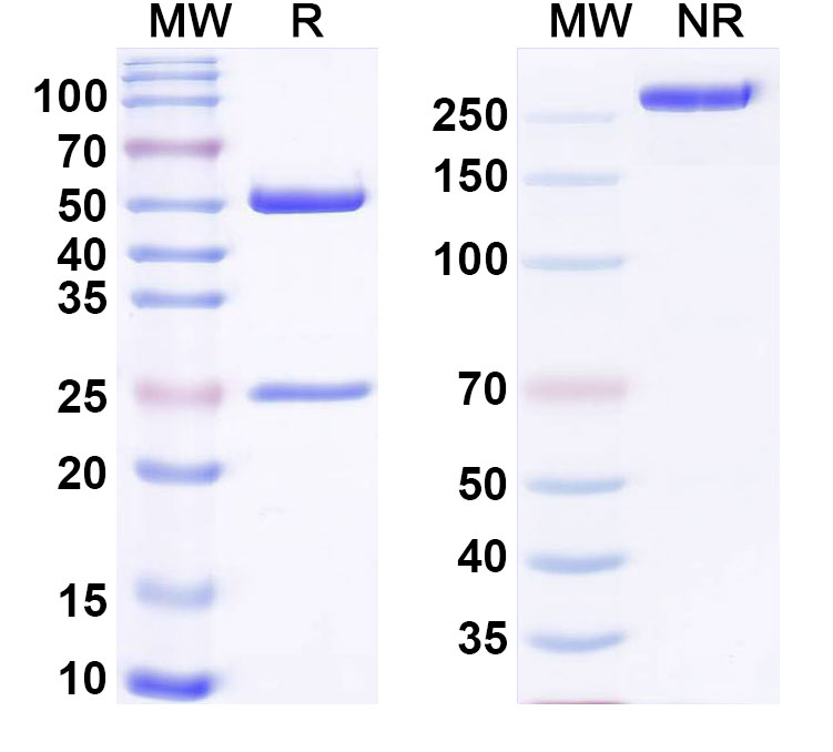 SDS-PAGE for Anti-Hypusine Antibody (Hpu98)