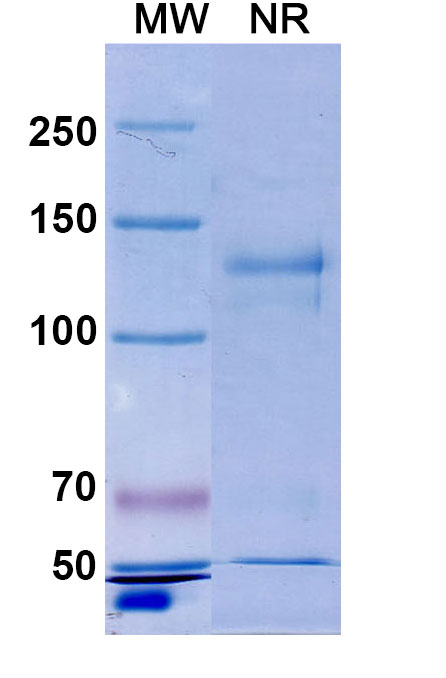 SDS-PAGE for Anti-Hypusine monoclonal Antibody
