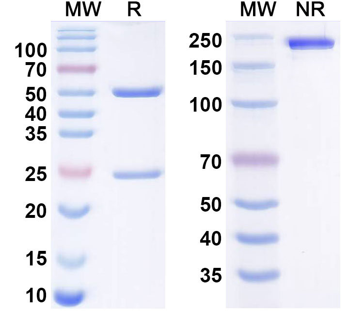 SDS-PAGE for Anti-Influenza A Virus H7 subtype Hemagglutinin/HA Antibody (H7.167)