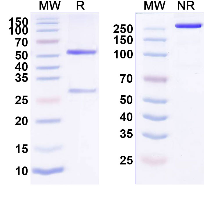 SDS-PAGE for Anti-Influenza A virus M/Matrix protein 1 Antibody (SAA2266)