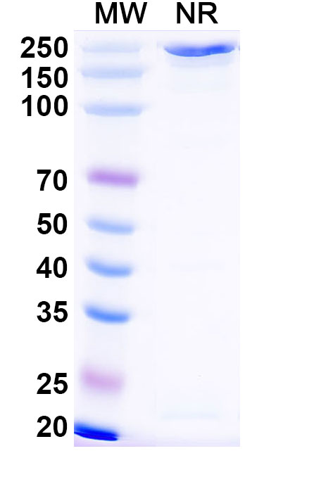 SDS-PAGE for Anti-Influenza A virus Neuraminidase/NA Monoclonal Antibody, NA-63