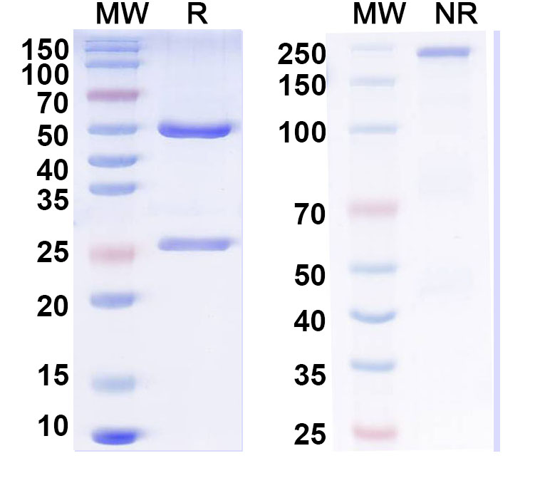 SDS-PAGE for Anti-Influenza A virus Neuraminidase/NA Monoclonal Antibody, NC10