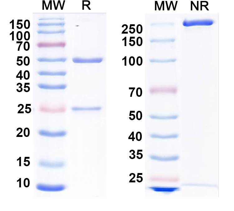 SDS-PAGE for Anti-Influenza A virus NP/Nucleoprotein Monoclonal Antibody, SAA0411