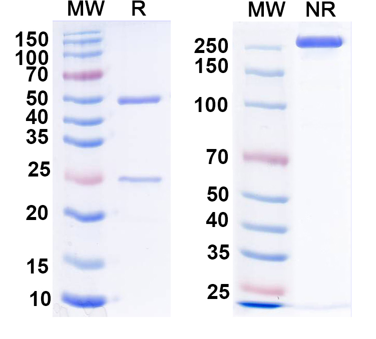 SDS-PAGE for Anti-IP3 receptor, type 1 Antibody (L24/18)