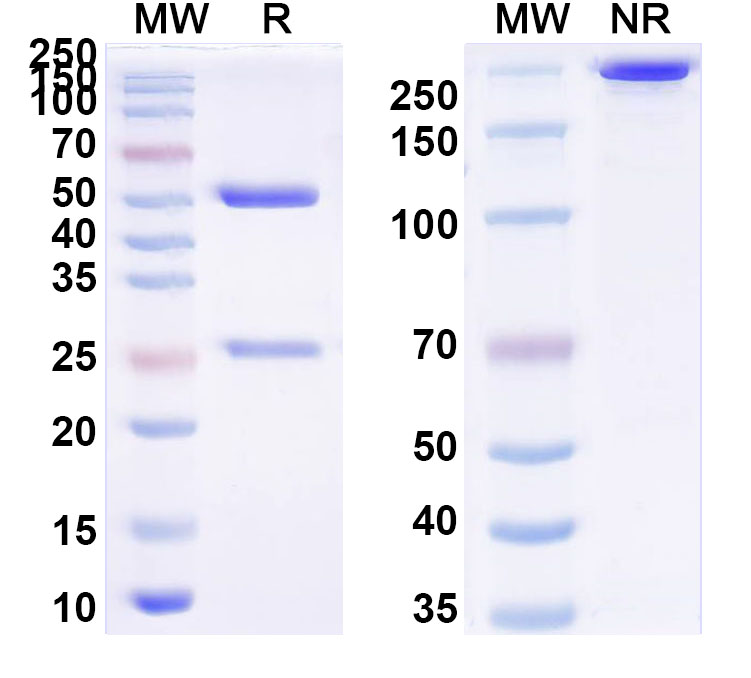 SDS-PAGE for Anti-K48-linked Polyubiquitin Antibody (SAA0329)