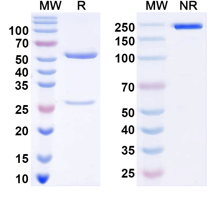 SDS-PAGE for Anti-KChIP4 K+ channel Antibody (N423/23)