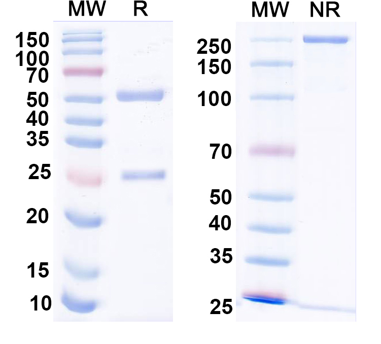 SDS-PAGE for Anti-Kv1.3 K+ channel Antibody (L23/27)