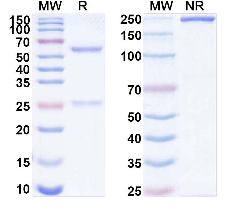 SDS-PAGE for Anti-Kv2.2 K+ channel Antibody (K37/89)